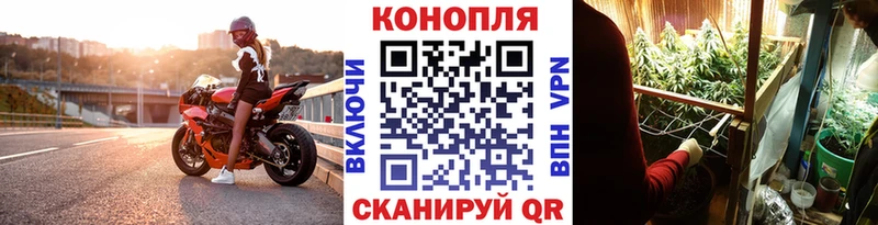 Марихуана сатива Димитровград